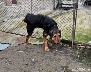 caine de vanatoare  - imagine 2
