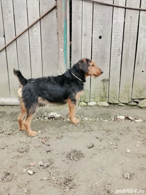 caine de vanatoare  - imagine 4