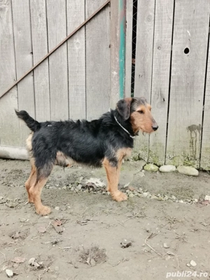 caine de vanatoare  - imagine 3