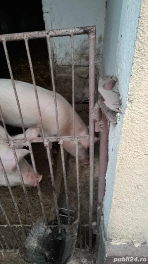 Vand porc de carne aprox. 100 kg - imagine 2