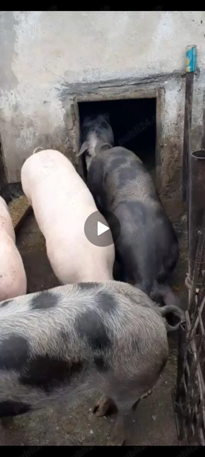 Vând porci 17 lei kg  - imagine 2