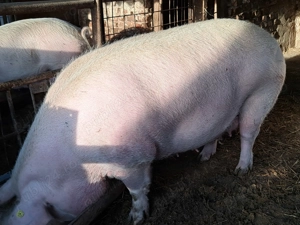 Scrofita a fata de vinzare