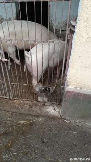 Vand porc de carne aprox. 100 kg - imagine 3