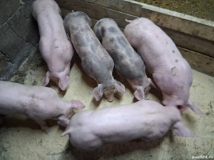 vând purcei de  10 săptămâni înțărcați 25  30 kg.