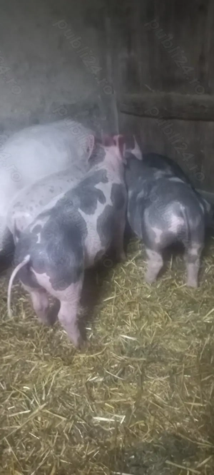 Vând Purcei Castrați și Deparazitați rasa Pietrain Turnu Magurele Preț 700 Lei - imagine 3