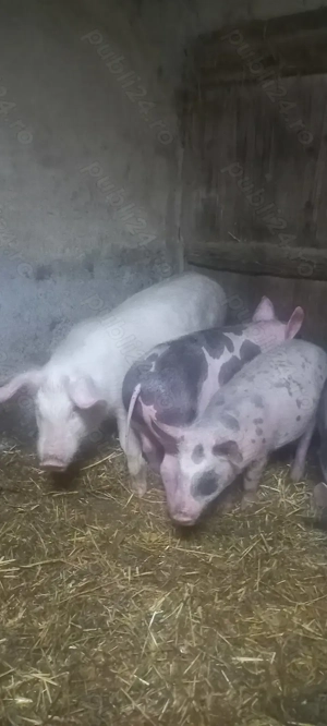 Vând Purcei Castrați și Deparazitați rasa Pietrain Turnu Magurele Preț 700 Lei