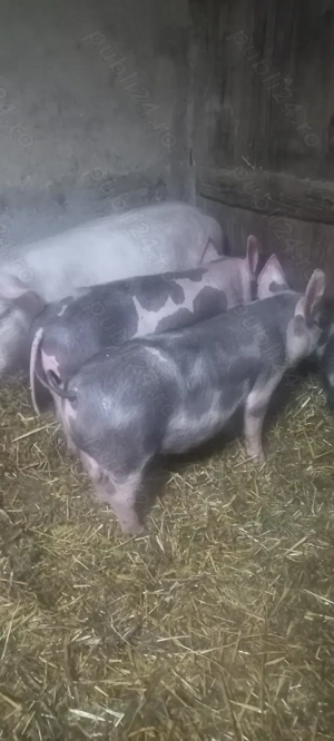 Vând Purcei Castrați și Deparazitați rasa Pietrain Turnu Magurele Preț 700 Lei - imagine 2
