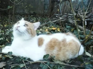 ofer spre adopție pui de pisica Buzău  - imagine 3