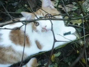 ofer spre adopție pui de pisica Buzău 