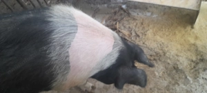 Vând purcea bazna tânără - imagine 2