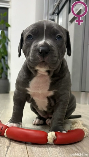 Cățeii caută familii iubitoare 