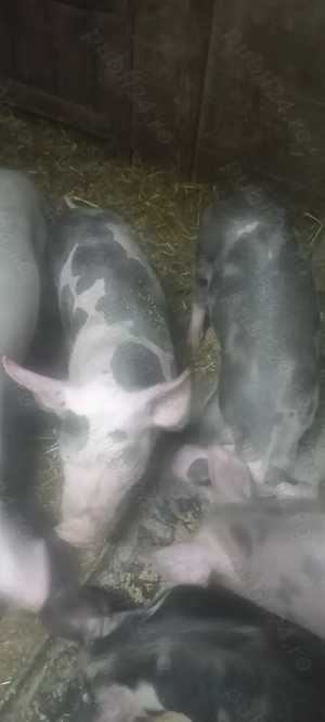 Purcei Castrați și Deparațitați Rasa Pietrain Lița Teleorman 700Lei - imagine 2