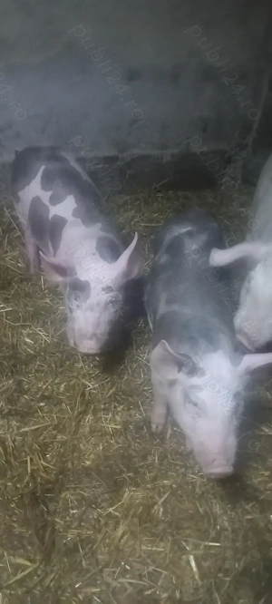 Purcei Castrați și Deparațitați Rasa Pietrain Lița Teleorman 700Lei - imagine 3