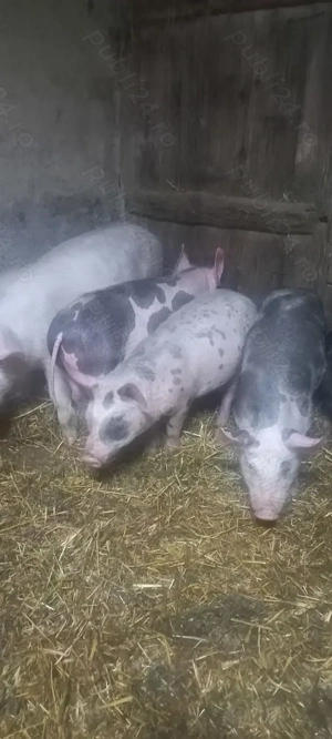 Purcei Castrați și Deparațitați Rasa Pietrain Lița Teleorman 700Lei - imagine 4