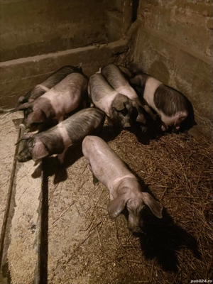 Vand purcei bazna - imagine 3