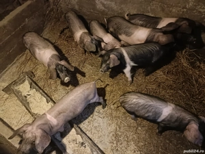 Vand purcei bazna - imagine 4