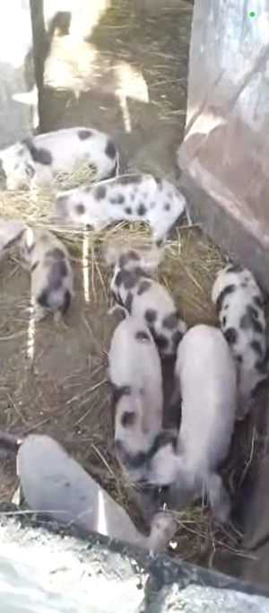 Vând porci 50 60 kg și purcei de 9saptamani  - imagine 4
