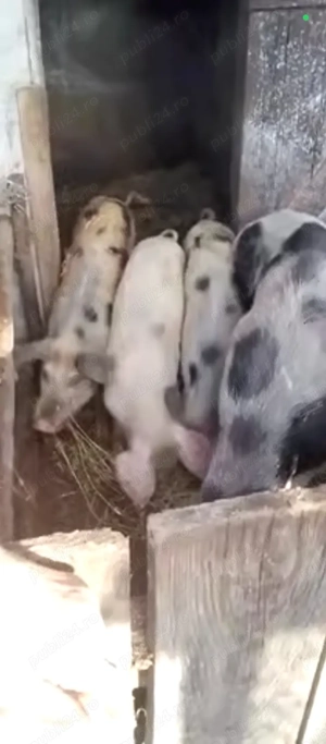 Vând porci 50 60 kg și purcei de 9saptamani  - imagine 2