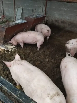 Porci de vânzare  - imagine 2