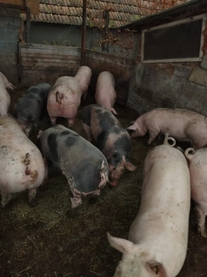 Porci de vânzare  - imagine 4
