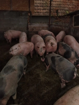 Porci de vânzare  - imagine 3
