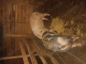 Vând 3 porci pe ales crescuți natural între 100 și 200 de kg - imagine 2