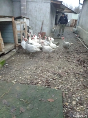 Vand curcani  - imagine 4