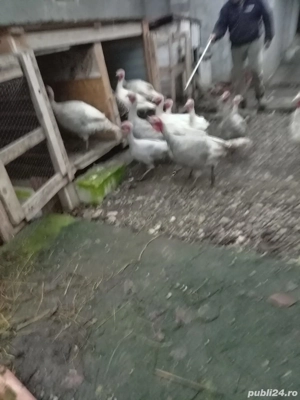 Vand curcani  - imagine 3