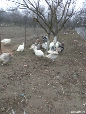 Vand curcani  - imagine 2