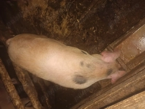 Vând 3 porci pe ales crescuți natural între 100 și 200 de kg - imagine 3