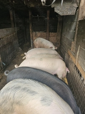 Porci de vanzare - imagine 2