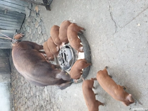 vând Purcei Duroc 