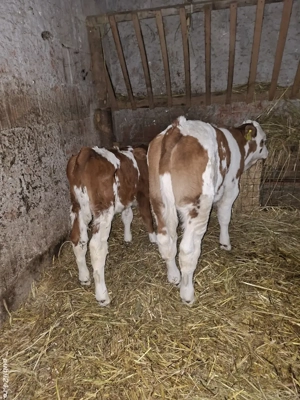 vand 2 vitei de 5 saptamani  - imagine 3