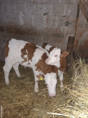 vand 2 vitei de 5 saptamani  - imagine 4