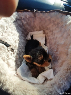 Yorkshire Terrier Toy de rasa pura cu vaccin și deparazitați și carnet se pot vedea și părinți. 