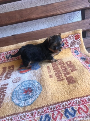 Yorkshire Terrier Toy de rasa pura cu vaccin și deparazitați și carnet se pot vedea și părinți.  - imagine 2