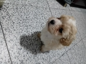 Bichoni havanesi  - imagine 5