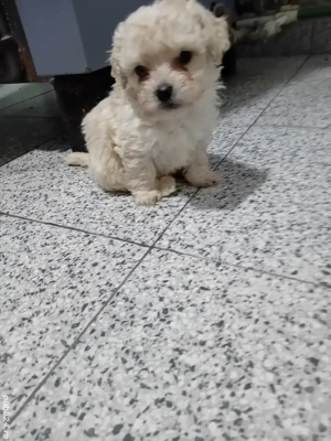 Bichoni havanesi  - imagine 2