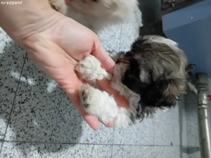 Bichoni havanesi  - imagine 3