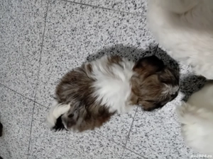 Bichoni havanesi  - imagine 4