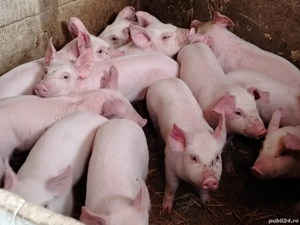 Purcei marele alb cu pic