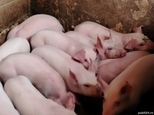 Purcei marele alb cu pic - imagine 3