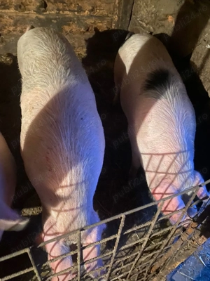 Vand porci crescuti natural.