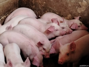 Purcei marele alb cu pic - imagine 4