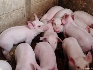 Purcei marele alb cu pic - imagine 2