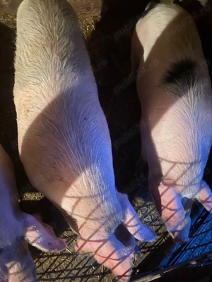 Vand porci crescuti natural. - imagine 2