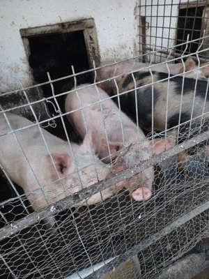 Vand Porc  - imagine 2