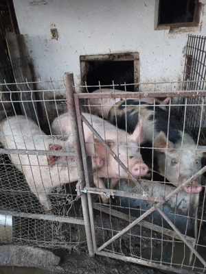 Vand Porc  - imagine 3