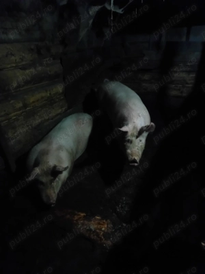 Vând un porc la alegere din 2  - imagine 2