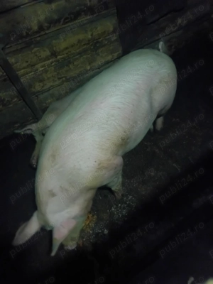 Vând un porc la alegere din 2 